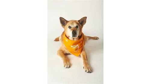 Wag Hotels - Hollywood